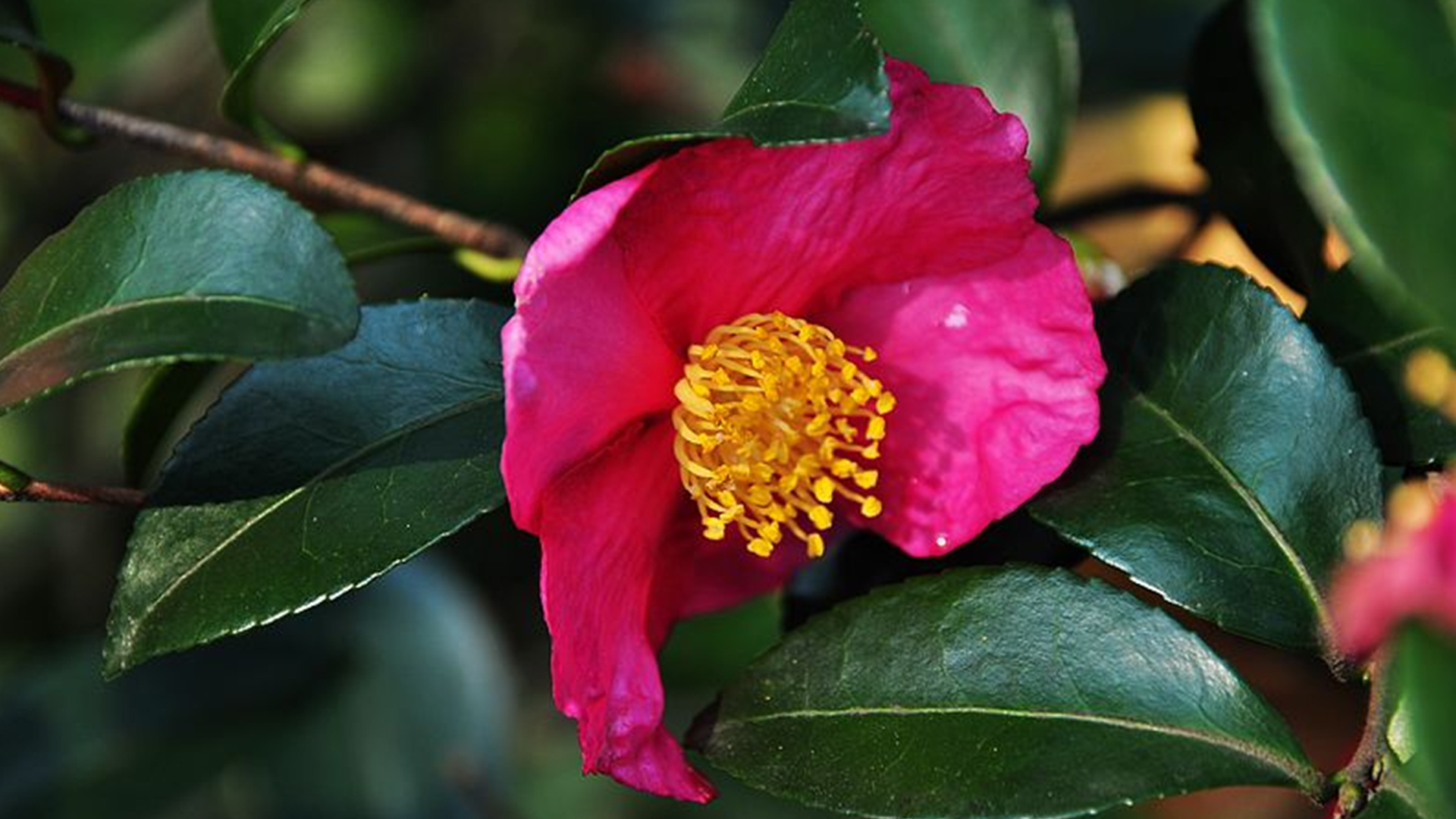 茶梅花苞期怎样养护,茶梅开花期间怎么管理