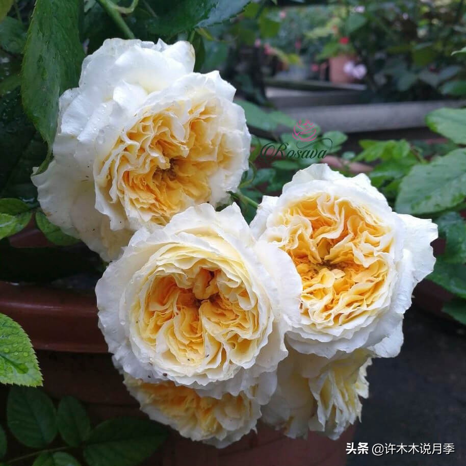 奥斯汀月季最佳品种,奥斯汀月季最好的品种