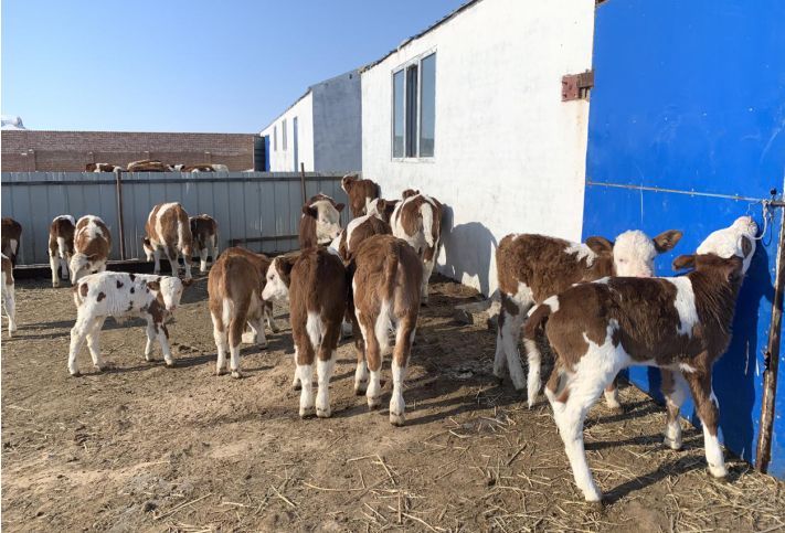抗疫一线的青年榜样,疫情防控期间典型榜样人物