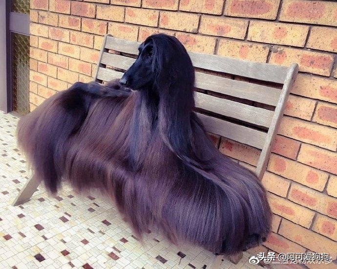 阿富汗猎犬为什么智商最低,阿富汗猎犬为什么智商低