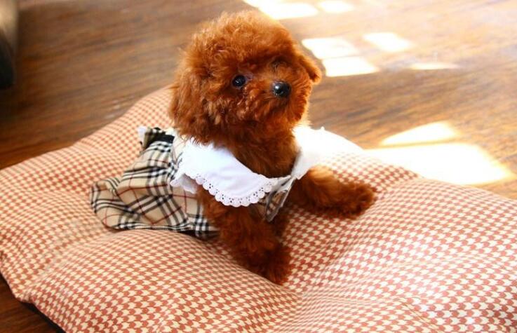 泰迪狗狗的性格特点,怎么辨别泰迪狗狗的性格