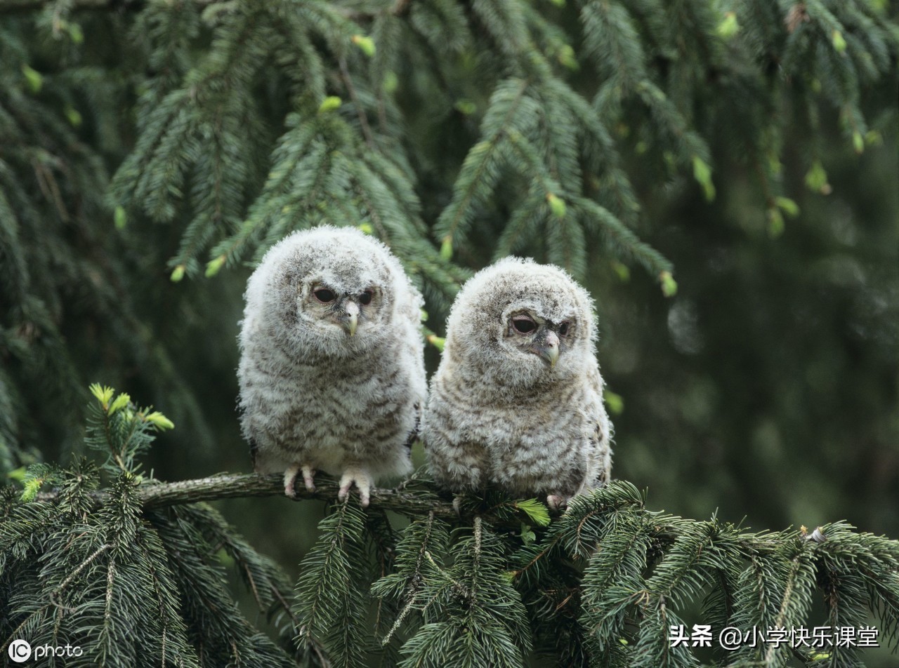 小学三年级优秀作文赏析——有关树的朋友（5篇），让孩子看一看