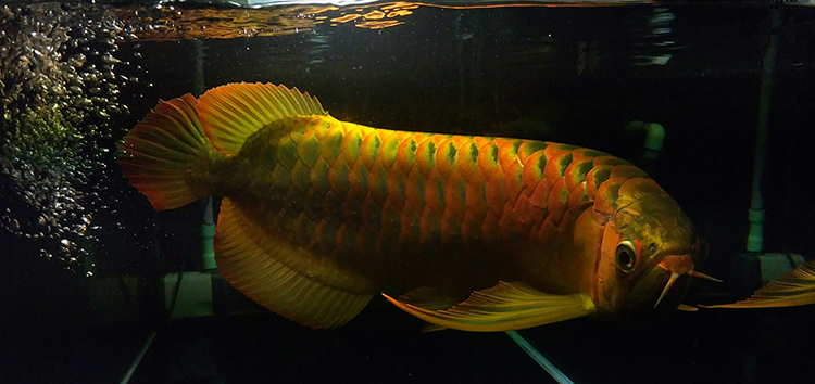 检测水质是智商税吗,龙鱼水质检测标准是多少