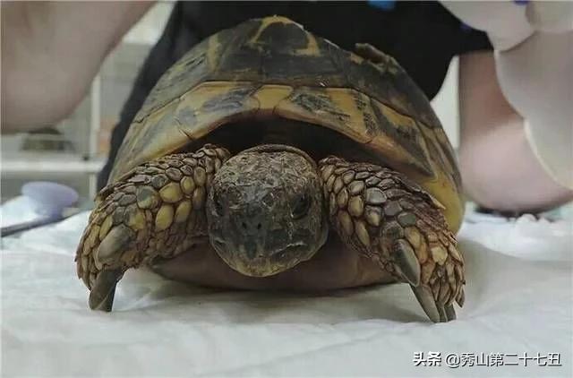 乌龟壳烂了一块,龟壳烂了一块