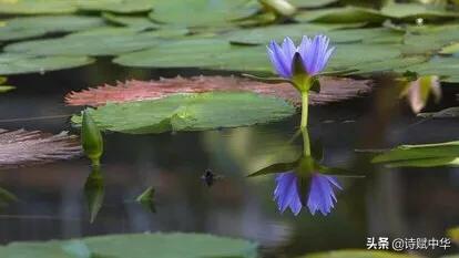 辞赋|不争桃花之期,勿羡牡丹之富《睡莲赋并序》