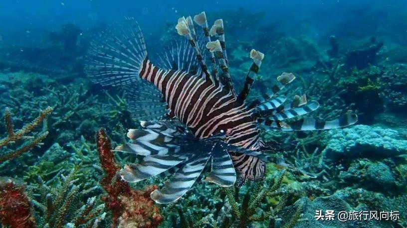 为什么都说要挣钱去三亚,沙巴潜水哪里好