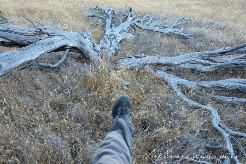 第3045回:人生一世草生一春,来如风雨去似微尘
