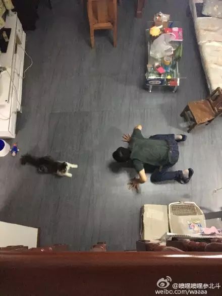冲动下养猫，你和你的猫现在是怎样的生活？