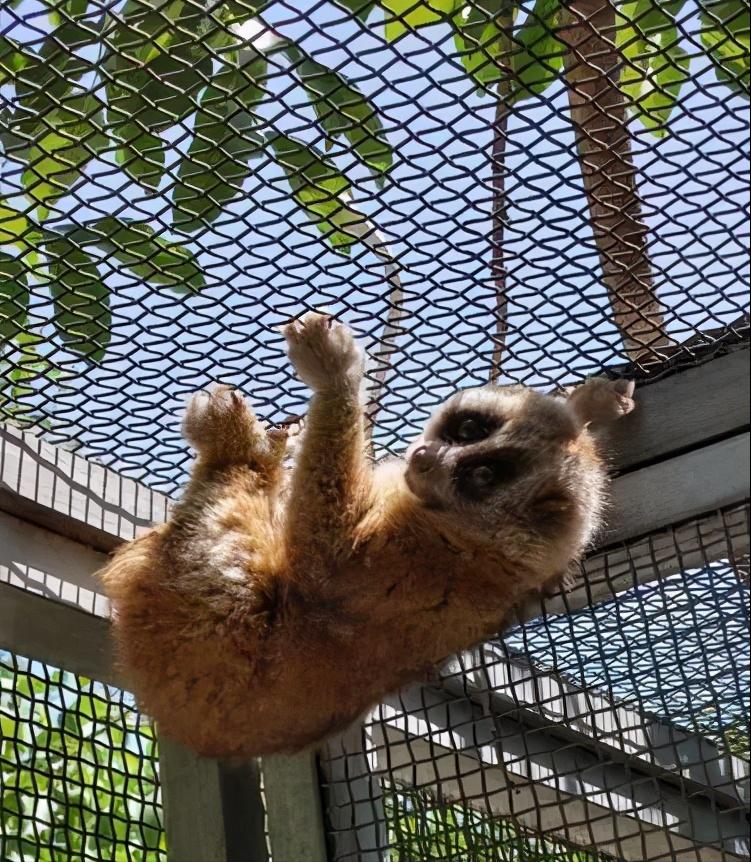 云南有野生蜂猴,云南德宏一级保护动物蜂猴