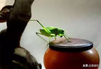 鸣虫之油葫芦和蝈蝈,蝈蝈蟋蟀油葫芦三大鸣虫叫声