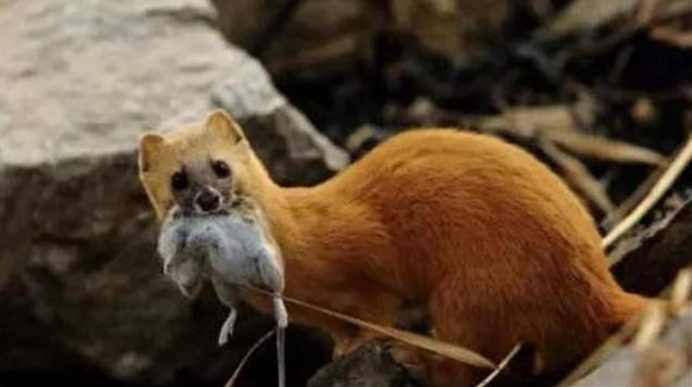 为什么黄鼠狼老一辈说不能杀,小时候奶奶常说黄鼠狼不能杀