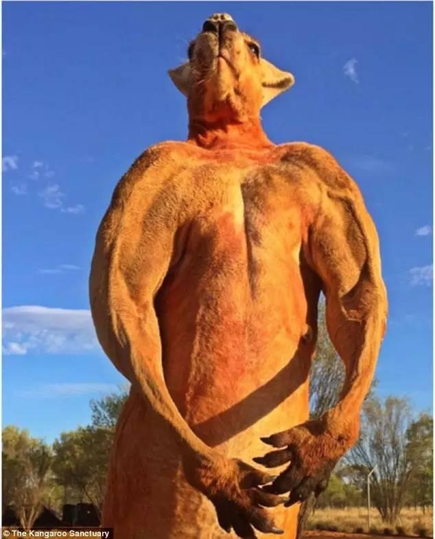 澳洲网红袋鼠去世,网红袋鼠离世