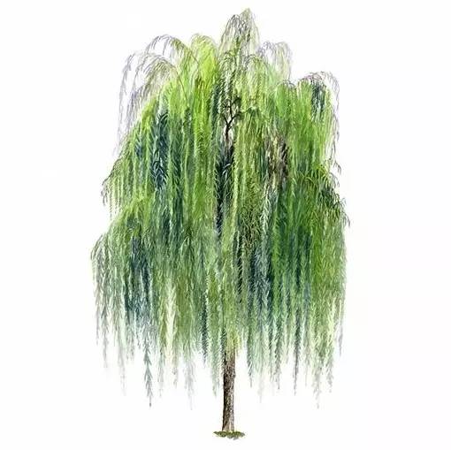 十种不同树叶的画法,五种不同树木的画法简单的