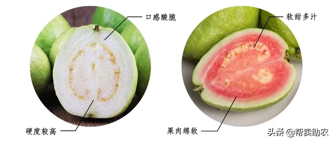 水果中脂肪含量高的水果,低糖高纤维的水果