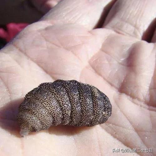 最强节肢动物排行榜,攻击力最强的十种节肢动物