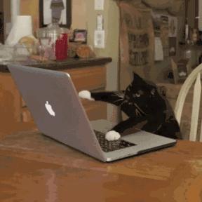 程序员养狗好还是养猫好,为什么程序员不能没有猫