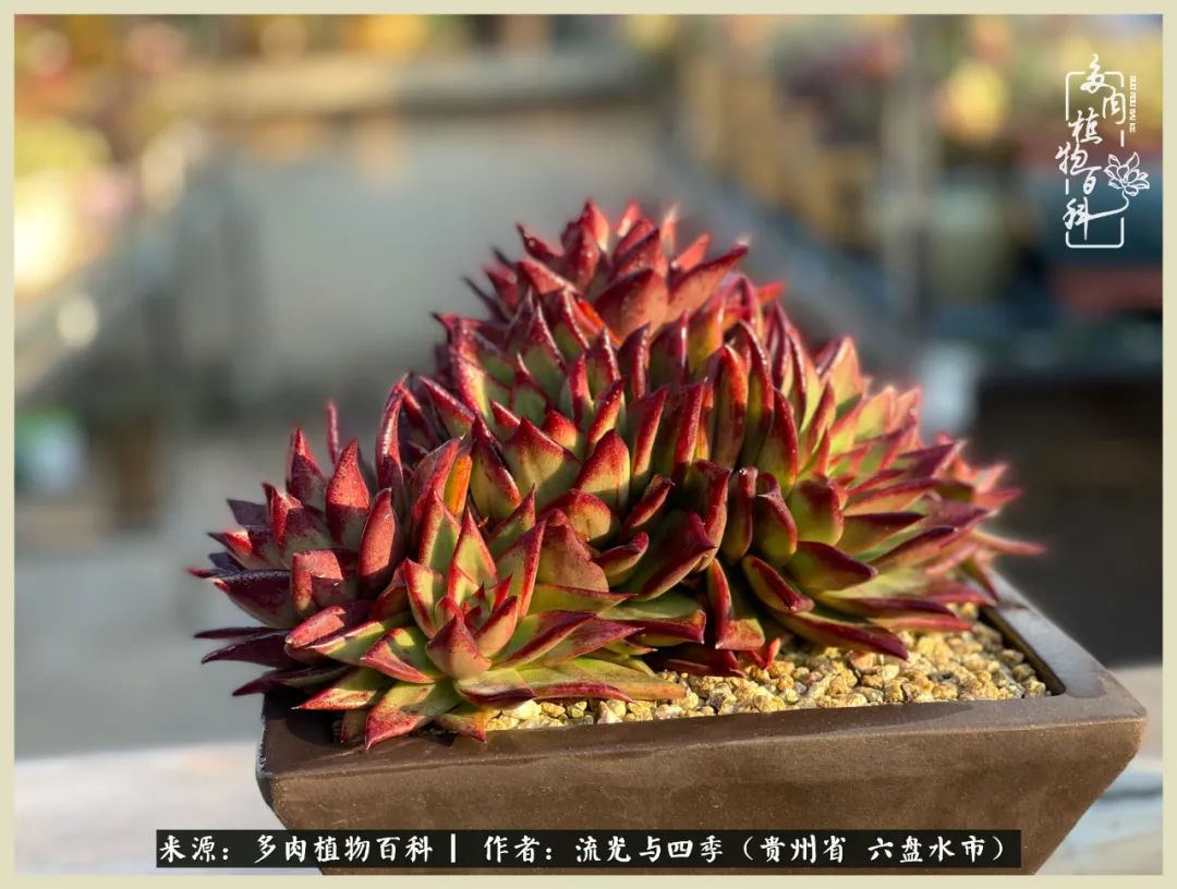 国庆假期你快乐吗?来,凉都美肉与你相伴一一小乌木的霸气东云