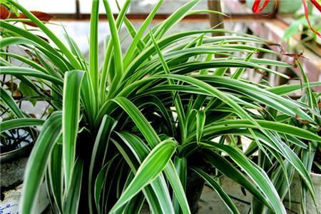 吊兰可以用什么代替施肥才能养好,吊兰剪头后怎么施肥