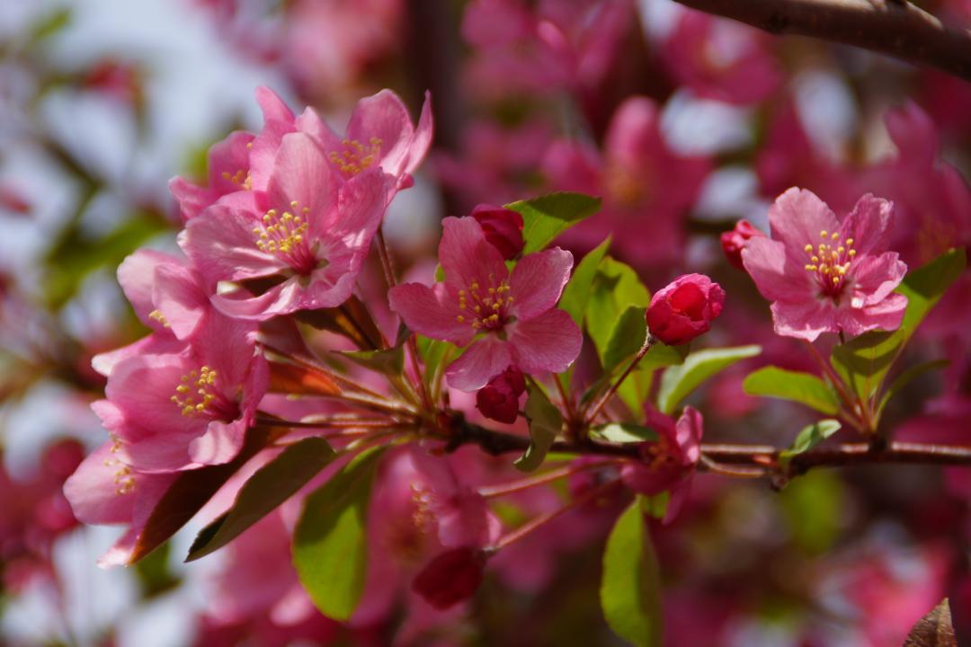 春天到户外寻一场花开,春天踏青来看花
