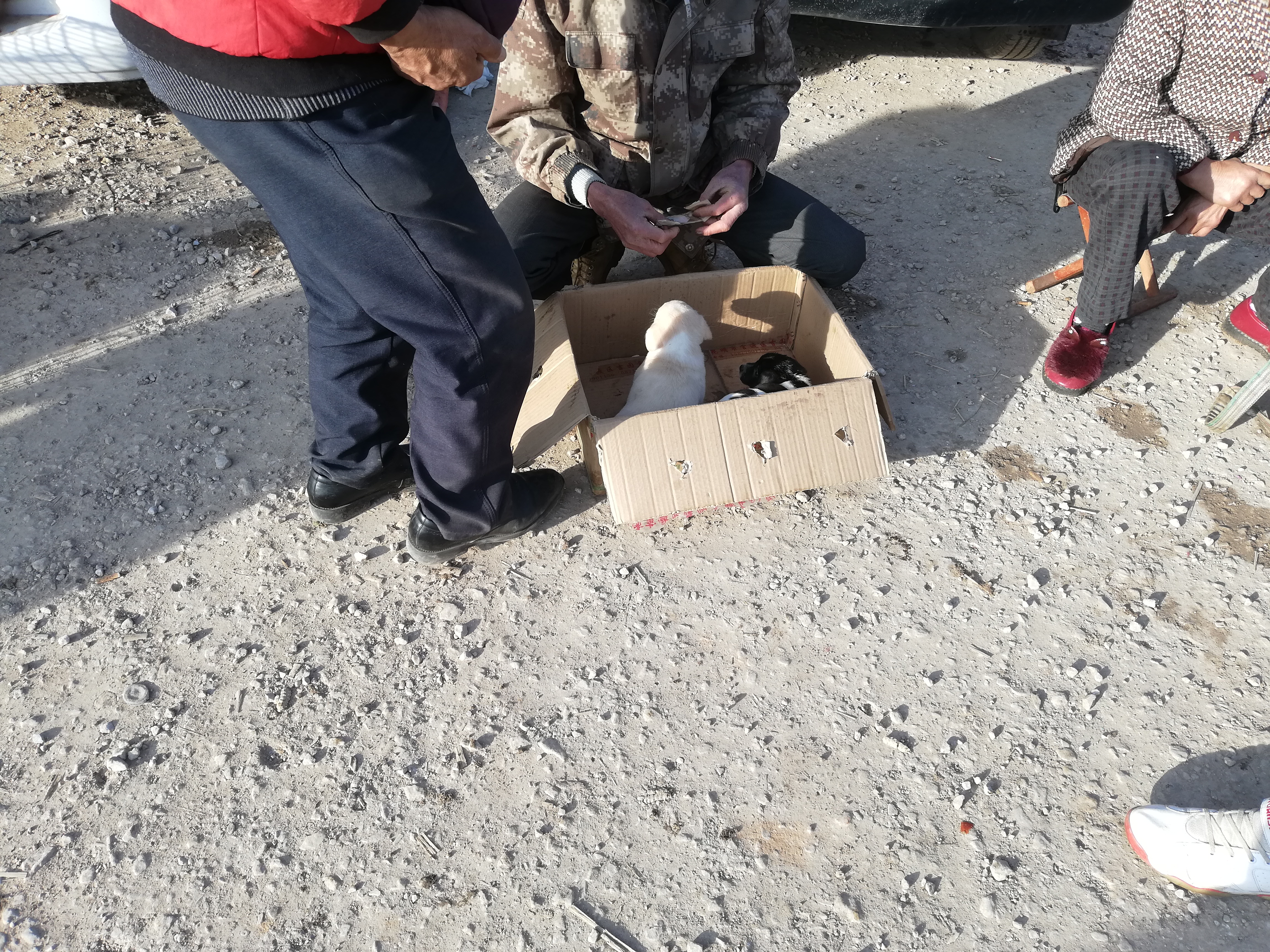 狗贩子纯种土狗,拉布拉多杂交土狗出售