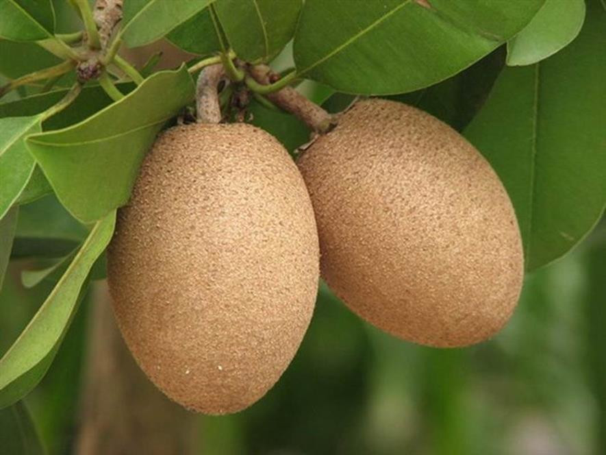 百种味道的果子,四季百种果子图片