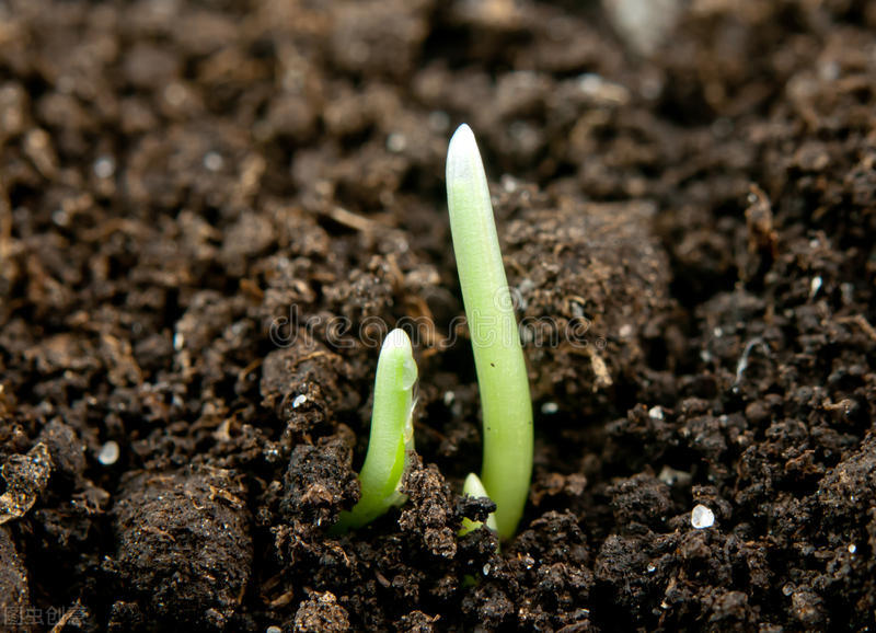 测试土壤酸碱度的方法化学,学会判断土壤酸碱度的七种方法