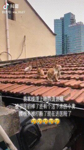有哪些猫咪在直播,抖音直播出现的猫咪