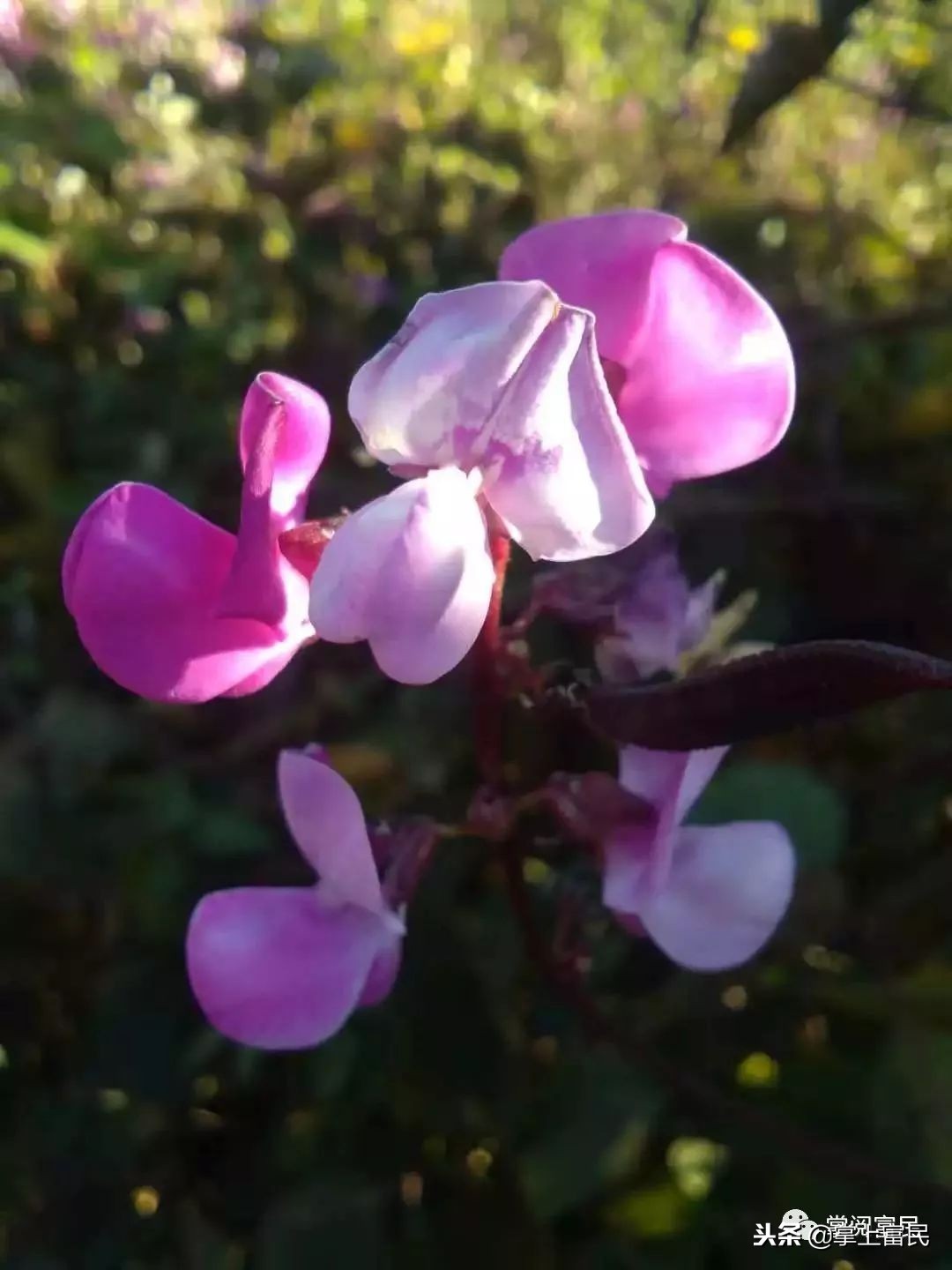 家乡是我们成长的沃土,家乡是生养我们的地方