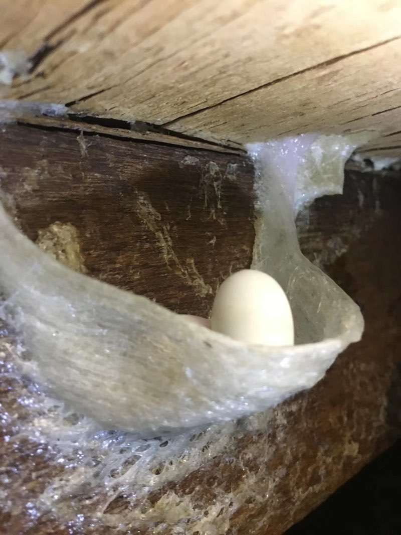 爪哇金丝燕介绍,金丝楠知识普及