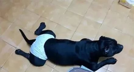 狗狗生理期突然来袭,铲屎官动手DIY,真是不给汪留一点情面