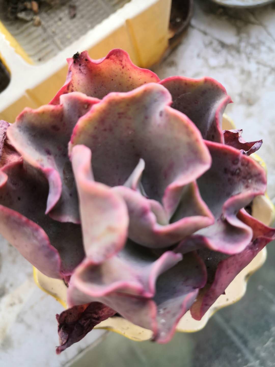 从鼻屎苗到老桩，时光里的蜕变