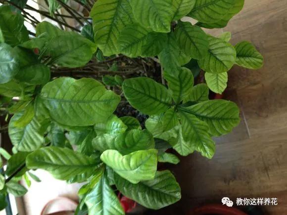 给花浇白醋会怎么样,给花浇营养液后叶子黄了