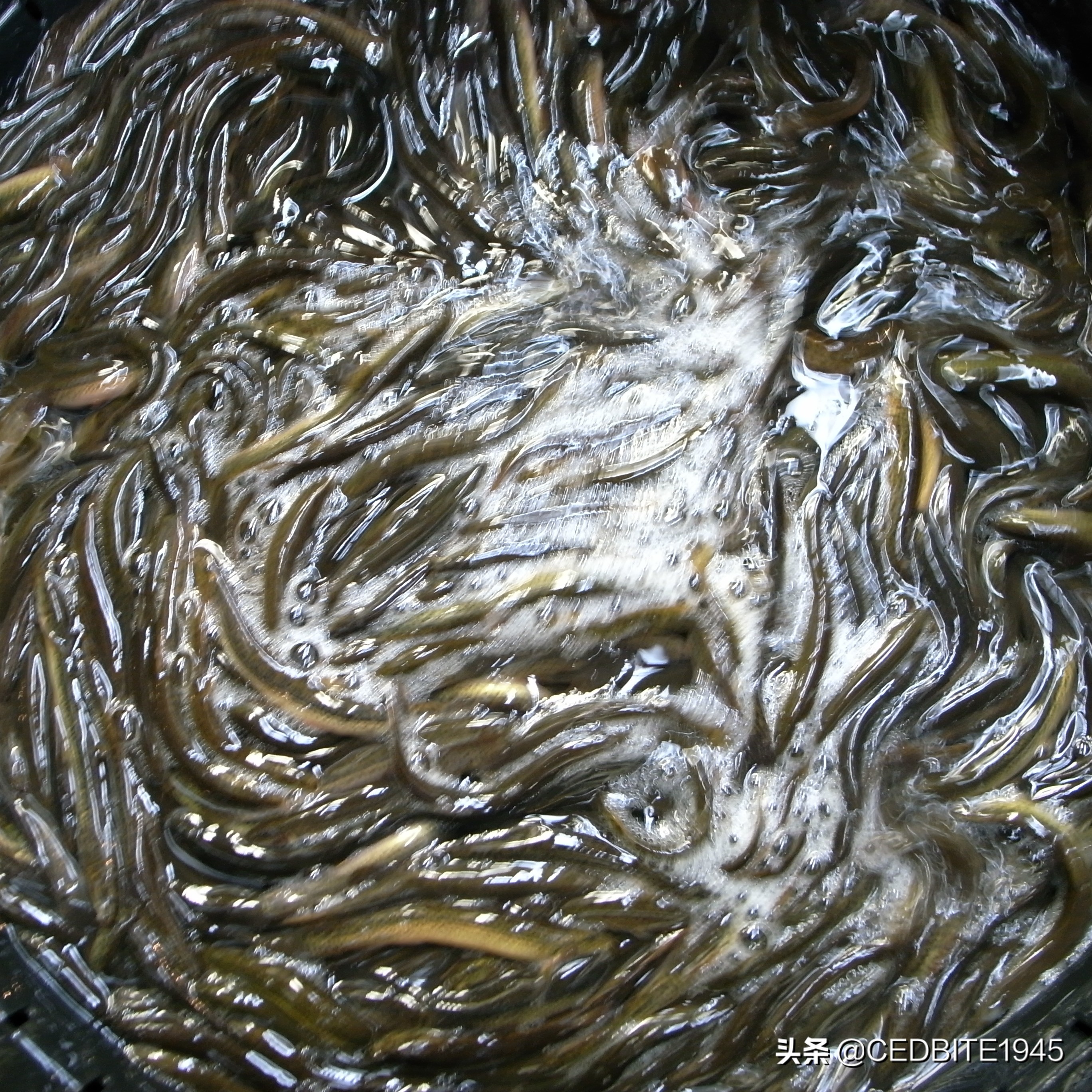 鱼好养省事,鱼好养活