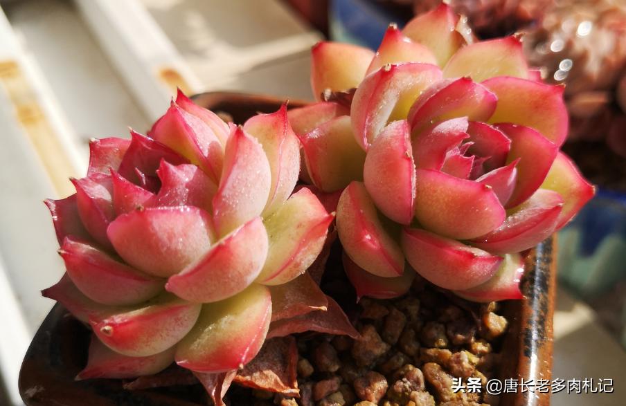 多肉既不发根也不死怎么办,多肉太久没浇水枯萎怎么挽救