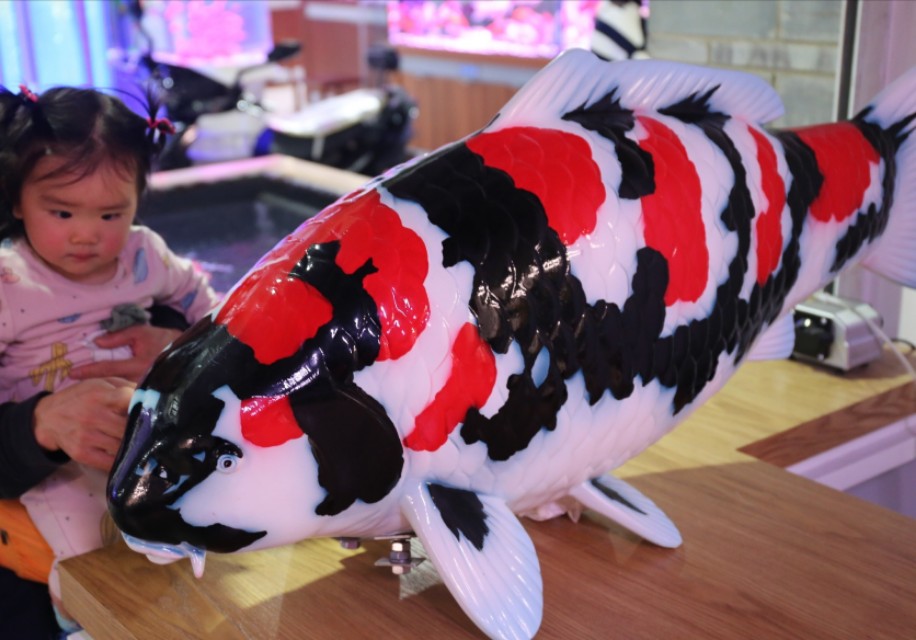 新都木兰花卉批发市场买金鱼,木兰县卖观赏鱼