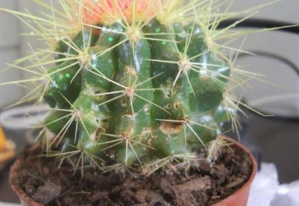 仙人球腐烂早期如何挽救,仙人球腐烂的原因及处理方法