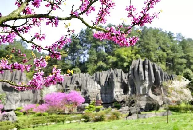 万盛石林天机降临，你该如何石破天机？（内有福利）