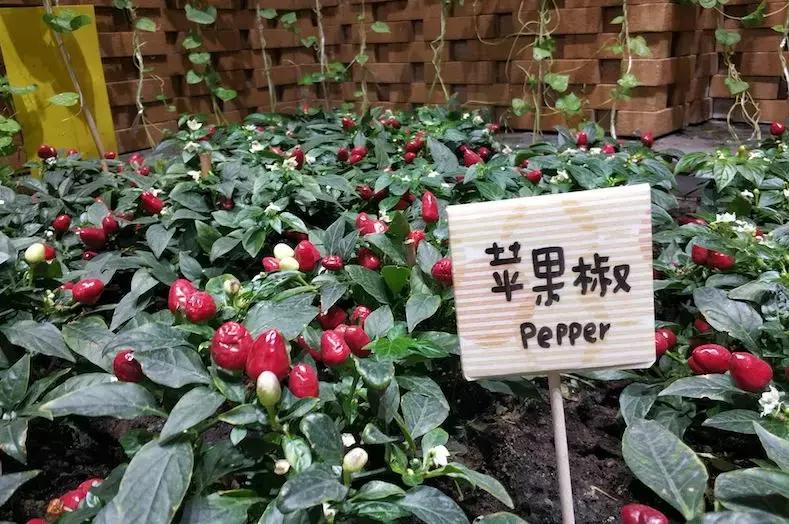 爱马仕儿童乐园,儿童游乐场爱马仕连锁