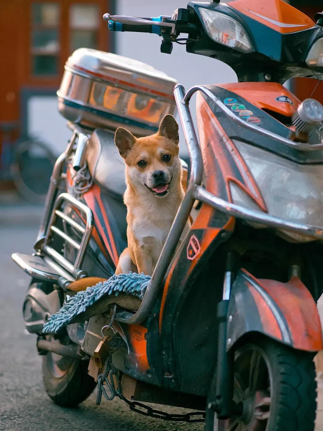 中国禁止食猫狗的城市,对深圳立法禁食猫狗的官方评论