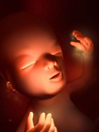 胎儿发育全过程标本,是否能看到胎儿的发育过程