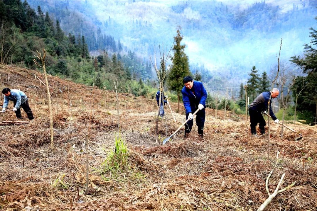 汶川村民种下樱花树,促进全村致富增收!