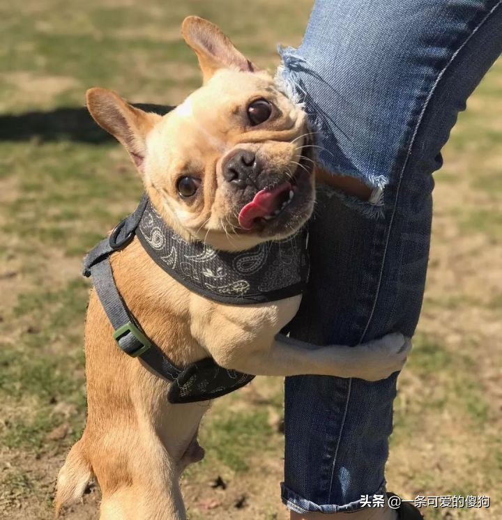 狗狗应该绝育吗?宠物绝育的好处弊端以及最佳时间