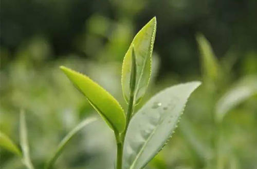 苏州碧螺春茶因为什么而著称,十大名茶之碧螺春