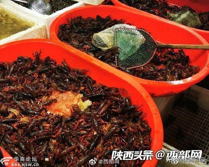 陕西高速绕城包年网上办理,西安绕城高速陕u车牌包年办理