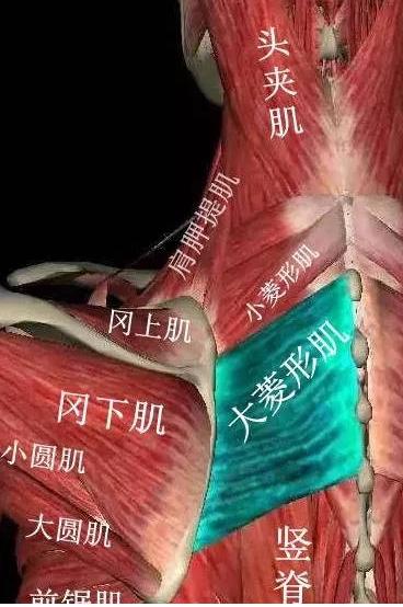 后背僵硬会引起什么病,后背沉困是什么原因用什么药