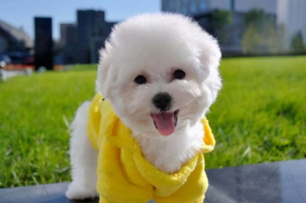 小比熊太瘦了怎么办,小比熊很瘦怎么办