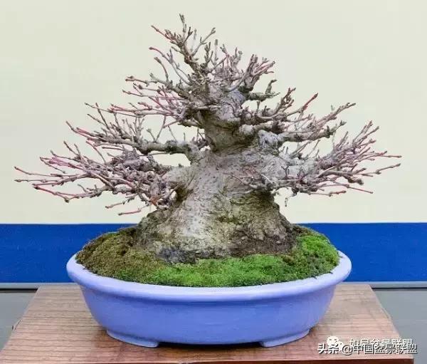 日本盆景巨匠木村正彦作品全程 (木村正彦盆景作品)