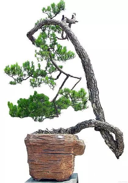 黑松盆景怎么养护和管理 (夏天如何给黑松叶片补水)