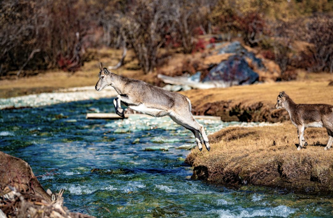 一座比珠穆朗玛峰还难登的雪山,有一座山比珠穆朗玛峰还要高