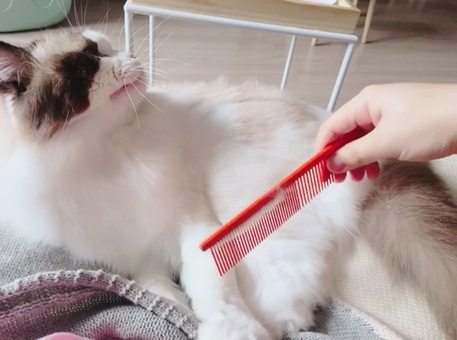 养了布偶猫后悔了,养布偶猫的坑